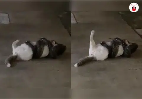 （视频截图）