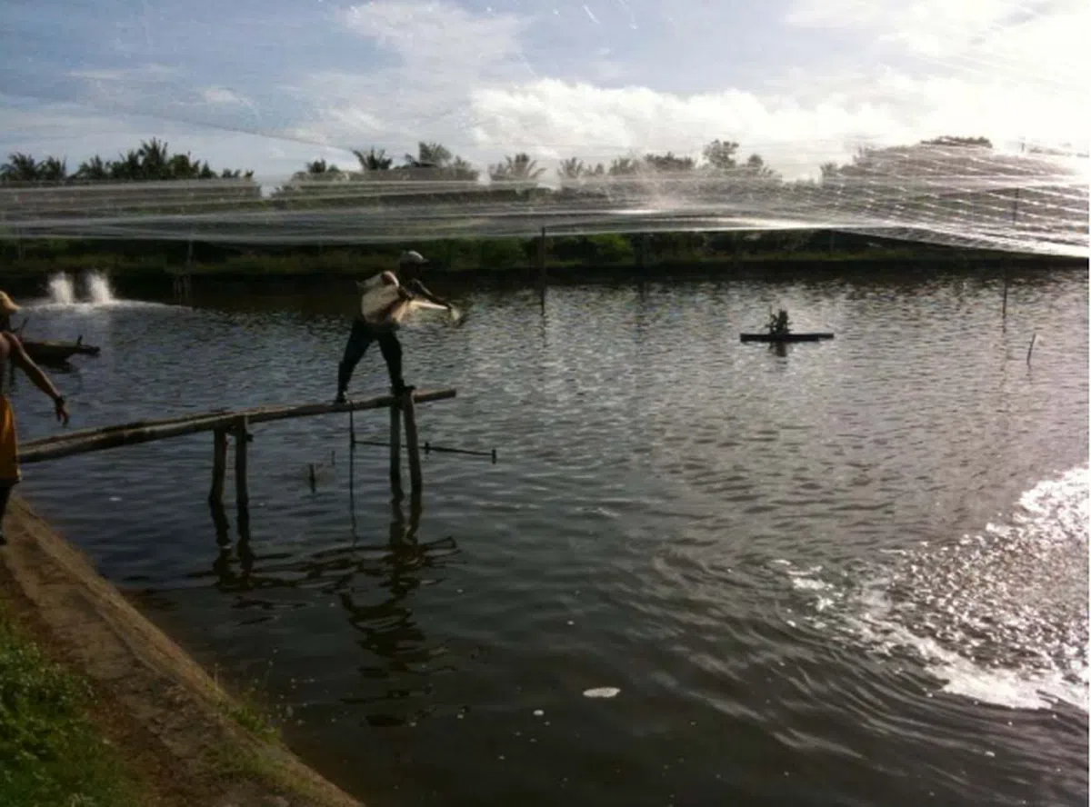  养殖场的虾在马国并没有检测出异常。（示意图，互联网） 