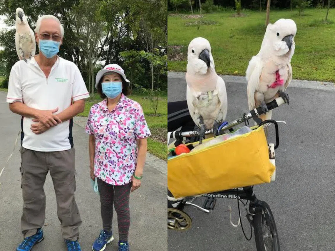 （吴作栋面簿）