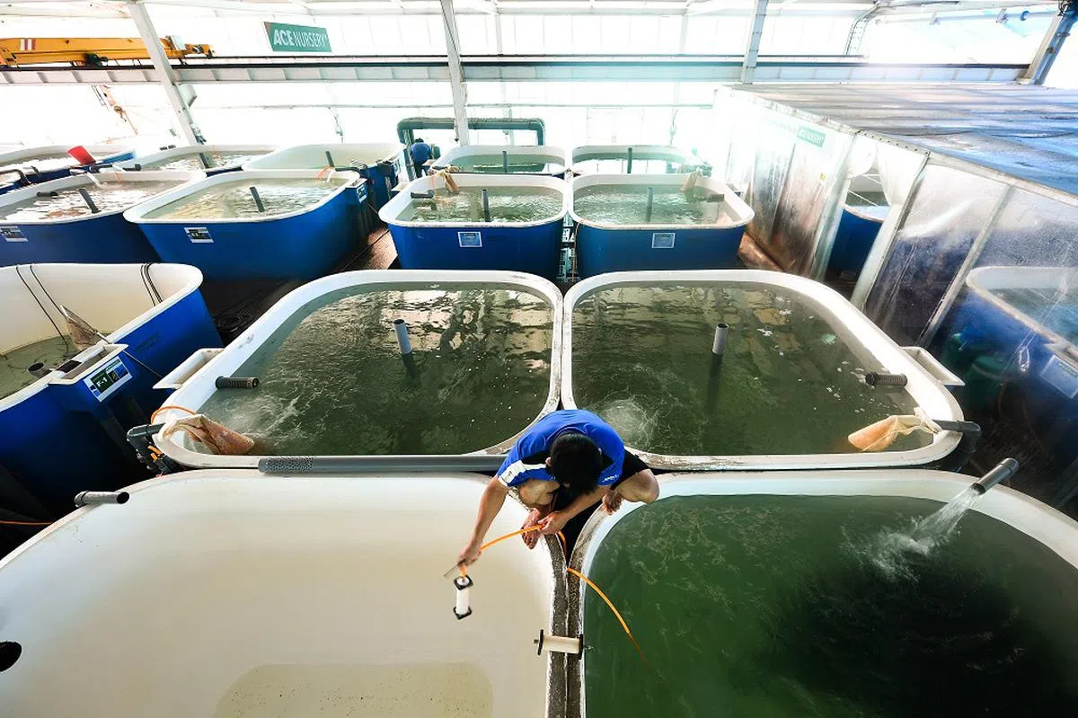 采用封闭箱养鱼的成本较高，但可以避免浮游生物危害鱼群。（海峡时报）