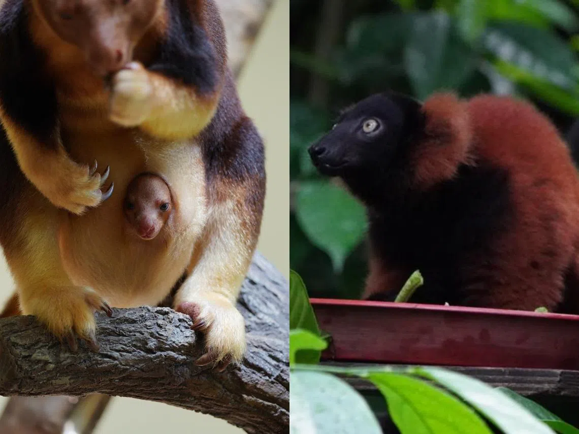 古氏树袋鼠宝宝（左）和红狐猴宝宝（右）。（野生动物保育集团）