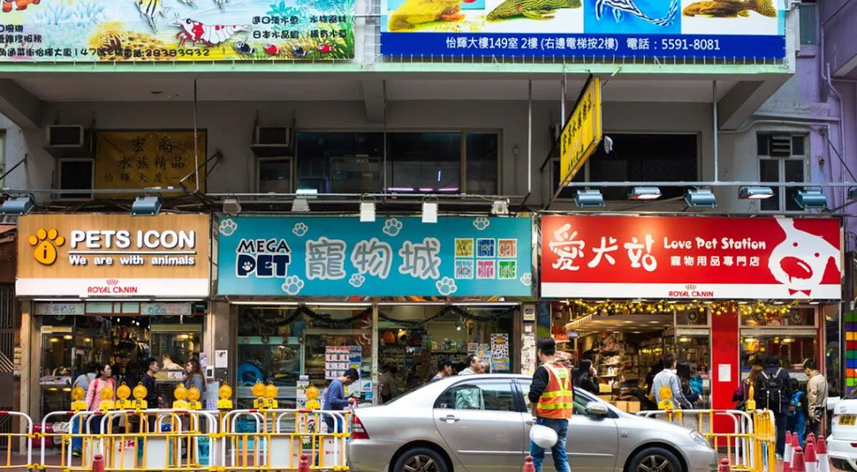 香港旺角的通菜街宠物店林立。（谷歌地图截图）