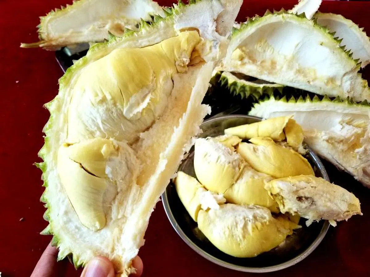  据说这批榴梿入口口感软糯嫩滑，初觉清凉甜蜜，尔后有微微苦意，再后香甜绵绵、回味无穷（中新网） 