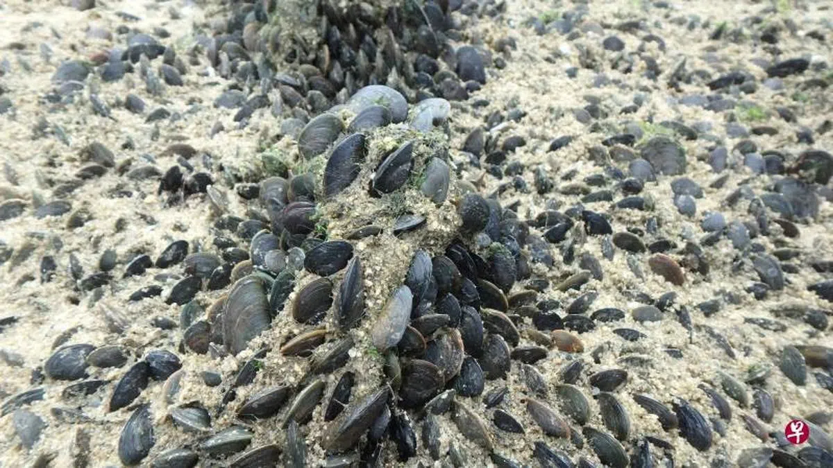  2018年外来的贻贝Mytella strigata 在新加坡北部海岸大量繁殖，一度造成生态危机。(wildsingapore.com) 