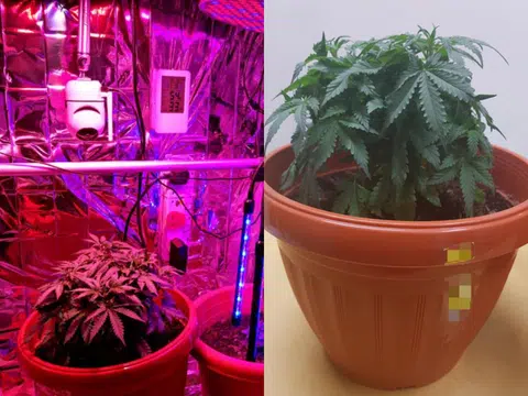 记住大麻的样子，下次看到可以通报肃毒局。（肃毒局） 
