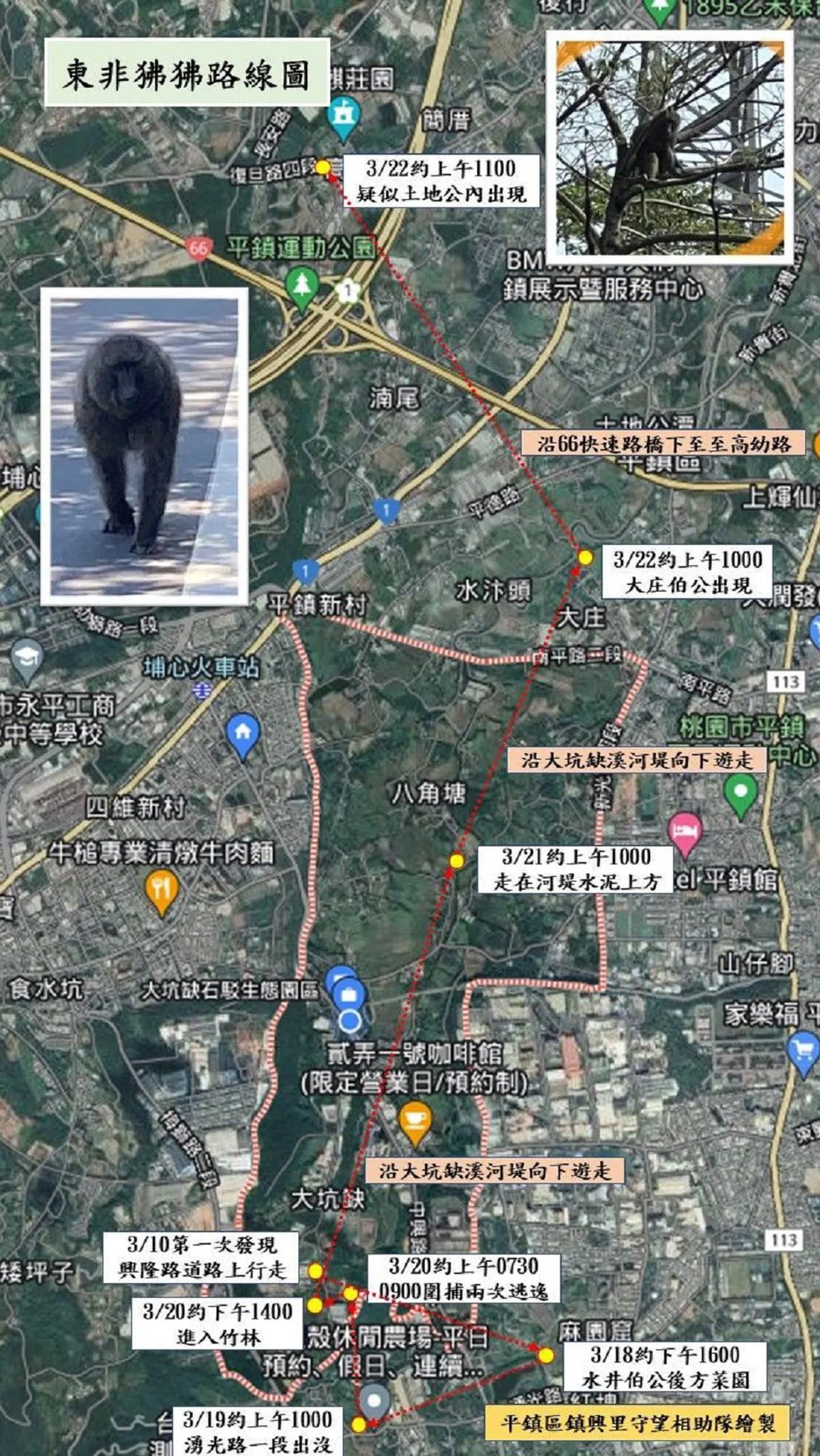桃园平镇区镇兴里里长绘制的“狒狒逃脱路线图”。（脸书）