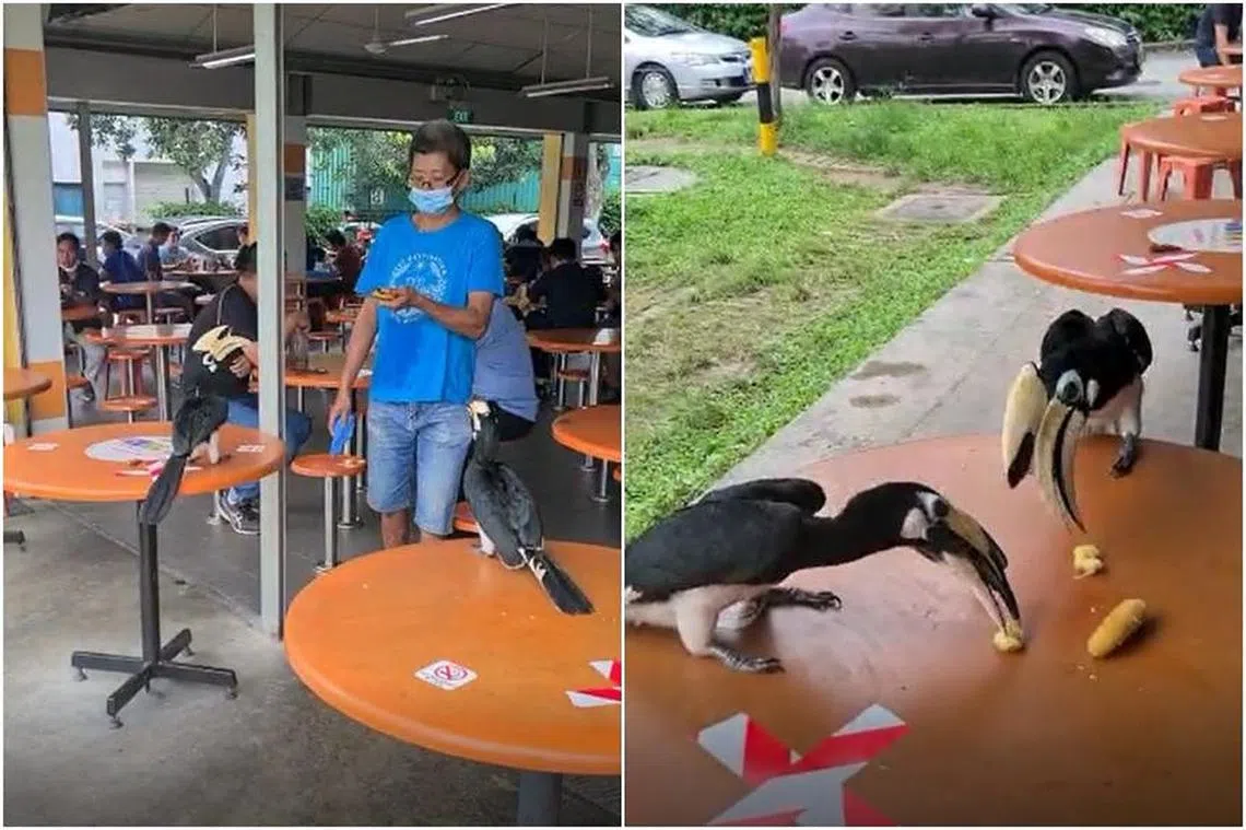 国家公园局已接获罗央工业区咖啡店收碗工喂犀鸟吃香蕉的事件，目前正展开调查。（面簿）