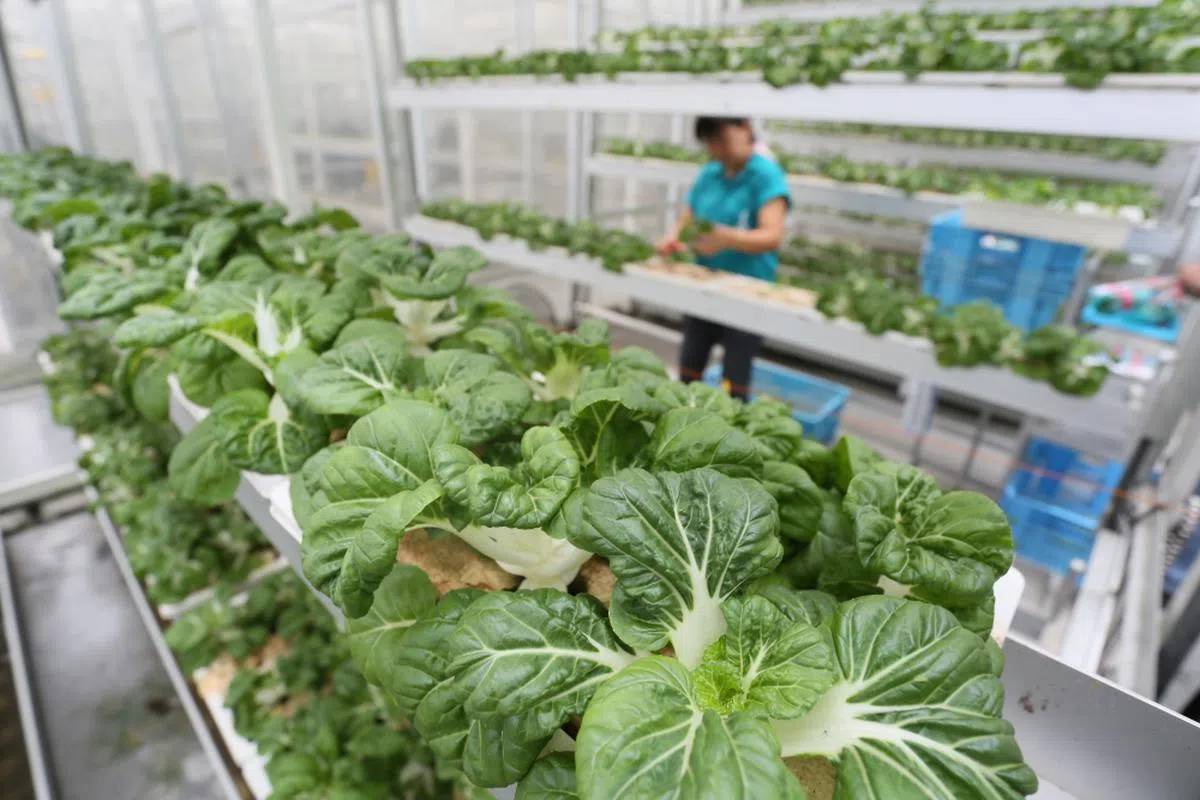 专家建议政府可采取更针对性的补助，扶持本地农场的发展。（联合早报）