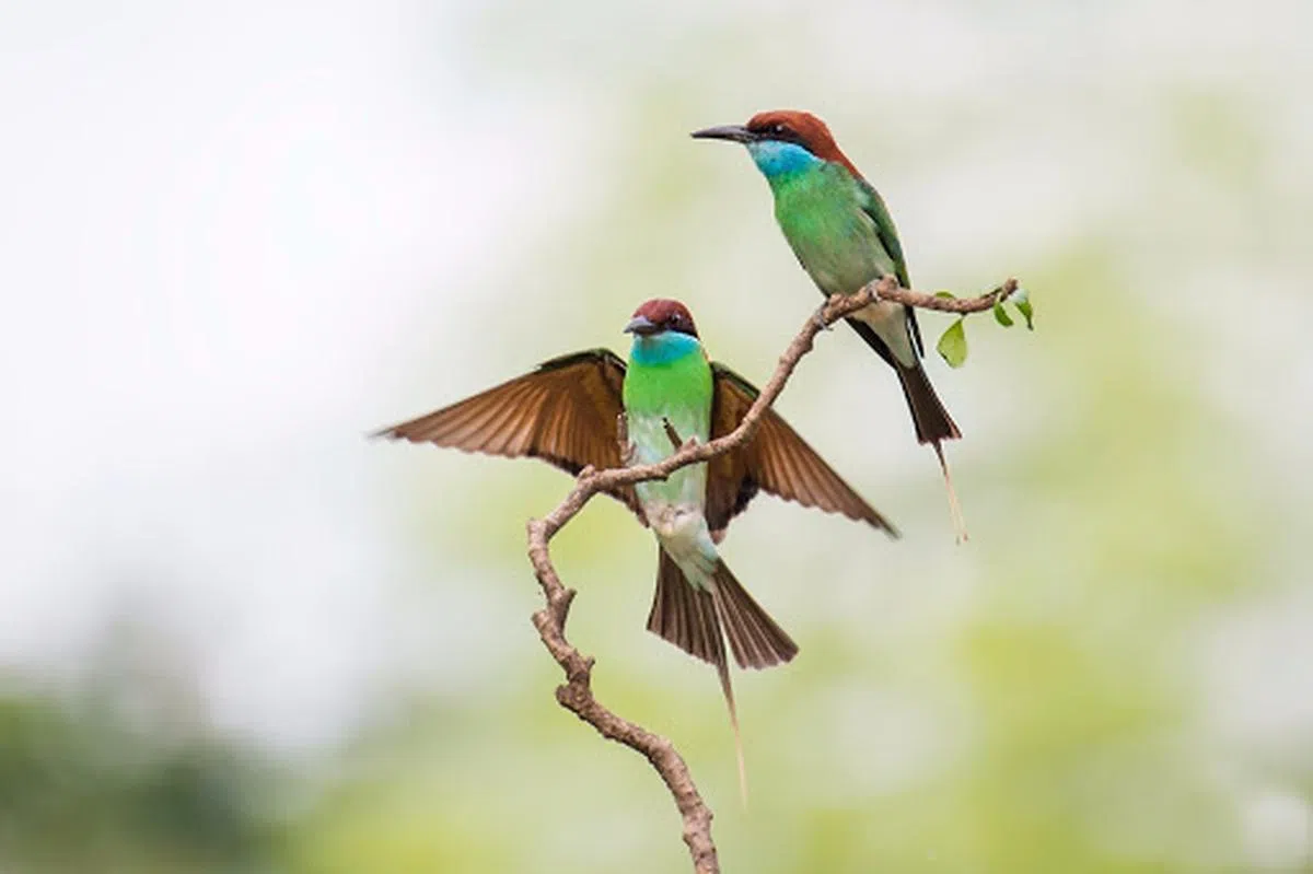  脖颈处有一抹蓝的蓝喉蜂虎。（搜狐） 