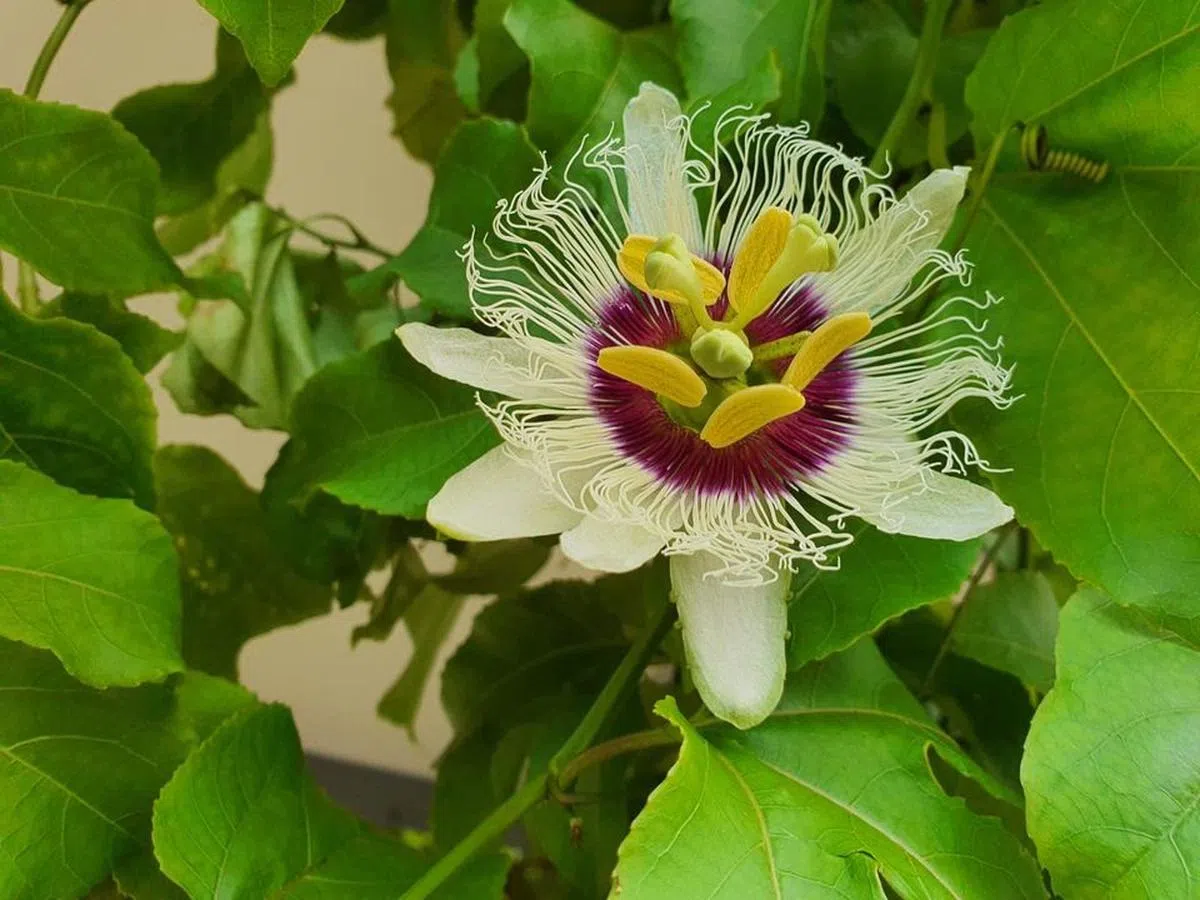  坎贝拉路上的紫色百香果花。（Raem Tan） 