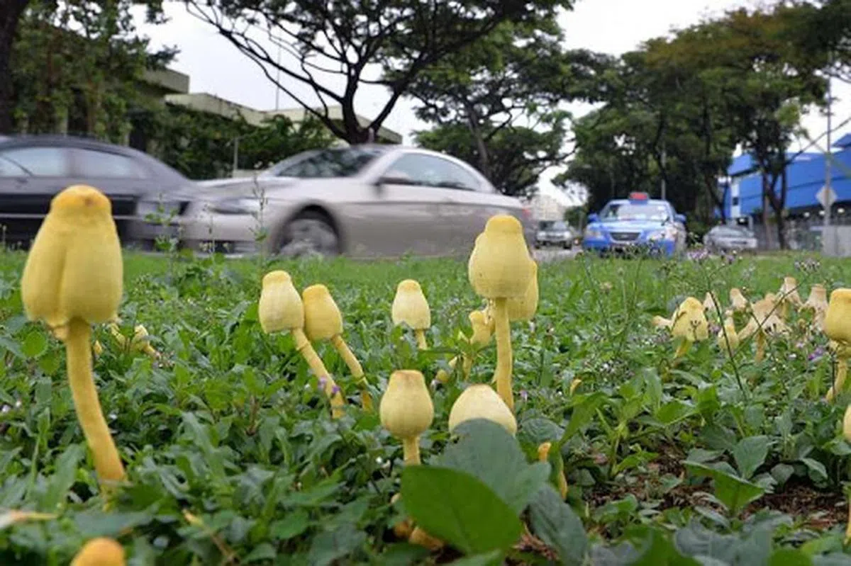  曾在布莱德一带生长的纯黄白鬼伞。（海峡时报） 