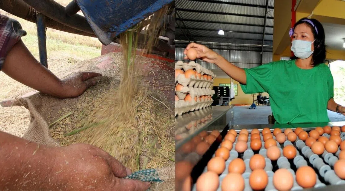 俄乌战争一天不结束，粮食安全与短缺问题，是否会持续恶化？（海峡时报、马新社）