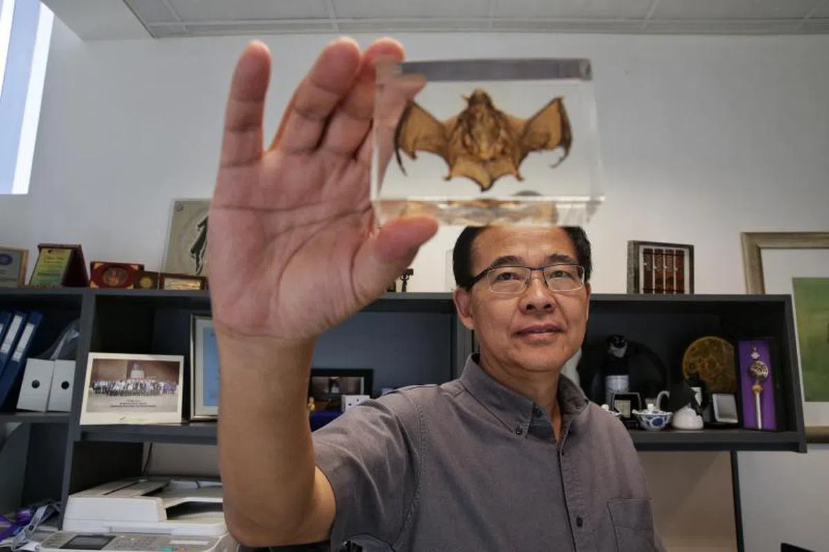  杜克—新加坡国立大学医学院新发传染病重点研究项目主任王林发教授。（海峡时报） 