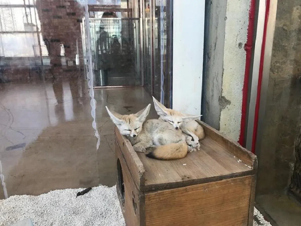 舆论认为，宠物咖啡馆的动物长期生活在窄小的空间里、访客和它们接触并不断抚摸，会给它们带来压力。（韩国时报）