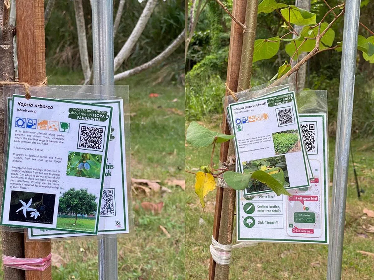 路边新种下不少本地植物都挂着“身份证”。（叶孝忠摄）