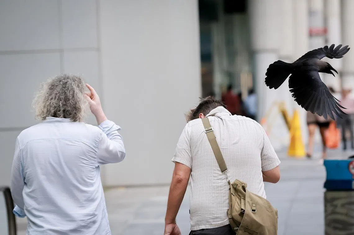 可怜的受害者们。（海峡时报）