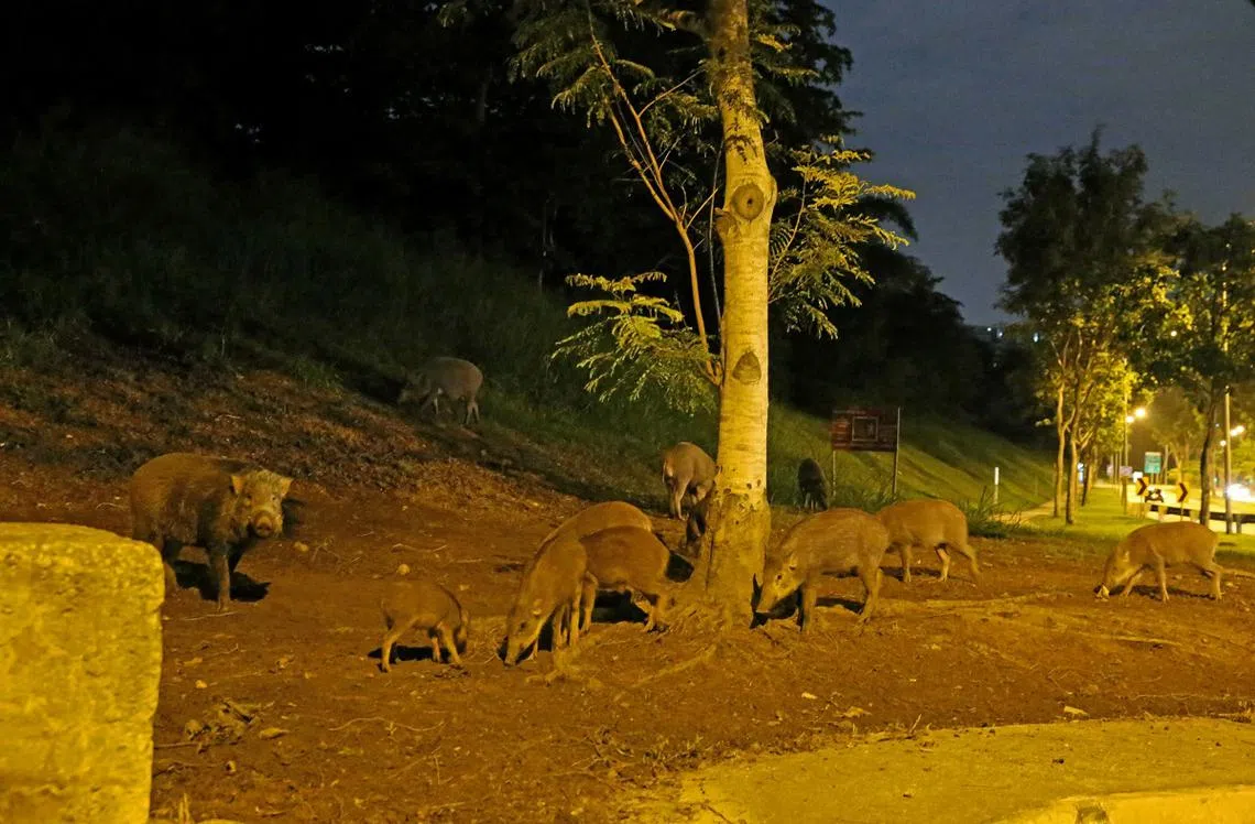 10多只野猪一家大小2019年在巴西立第3通道一带出没。（新明日报）