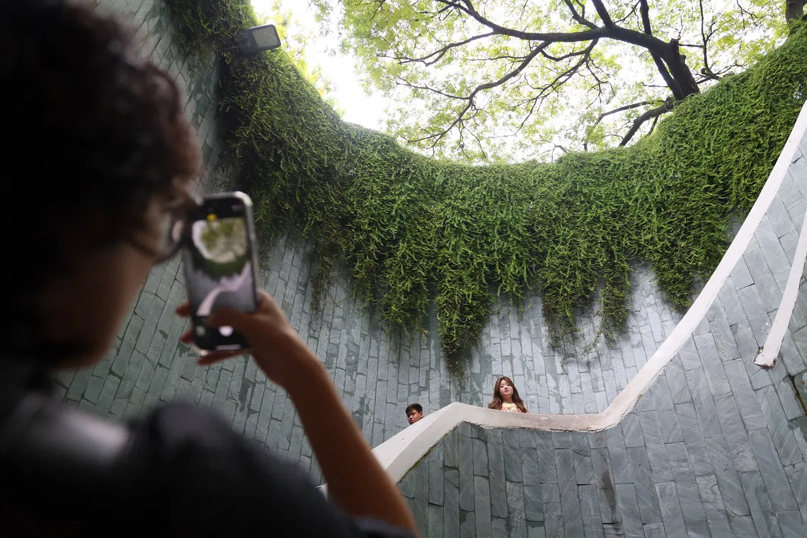 在新加坡人看来算不上景点，甚至不知道具体位置在哪里的福康宁公园树洞，每天吸引许多中国游客前去拍照打卡。