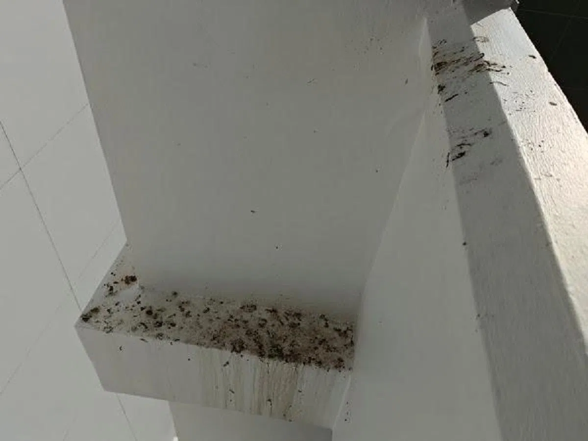 公共垃圾槽附近累积了不少鸟粪。（作者提供）