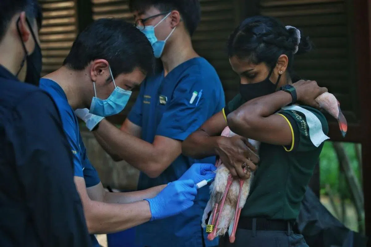  饲养员抱着小红鹳，让兽医为它接种疫苗。（海峡时报） 