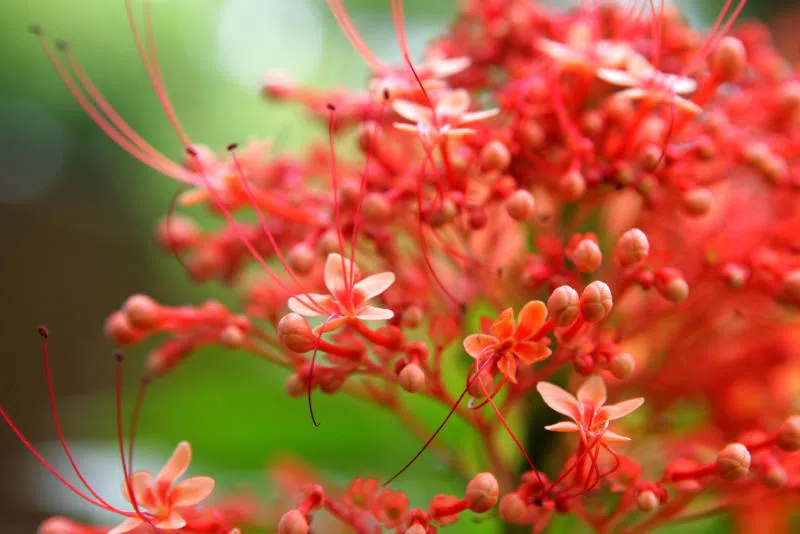 本地野花品种——赪桐（Pagoda flower ），也称：宝塔龙船、龙船花；学名：Clerodendron paniculatum 。发现于圣淘沙树林。