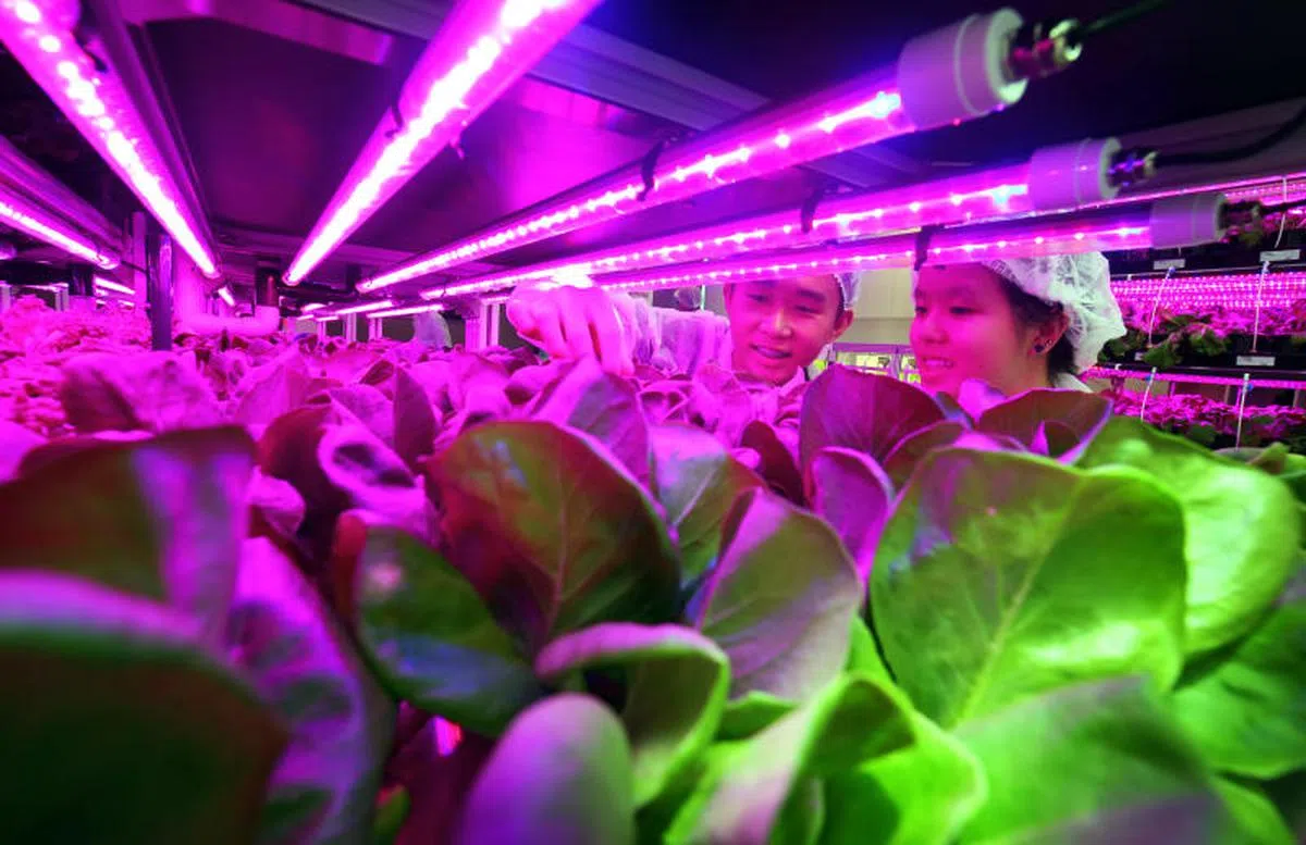  共和理工学院配合推出“城市农业科技专业文凭”（Urban Agriculture Technology）在2019年1月9日开幕的农业科技实验室，开放给来自各种文凭的多学科师生。（联合早报） 