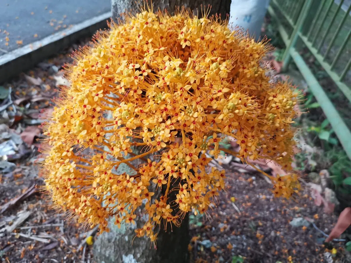  传说，佛教中的释迦摩尼佛就是在无忧树下诞生的。（Koh Huey Min 面簿） 