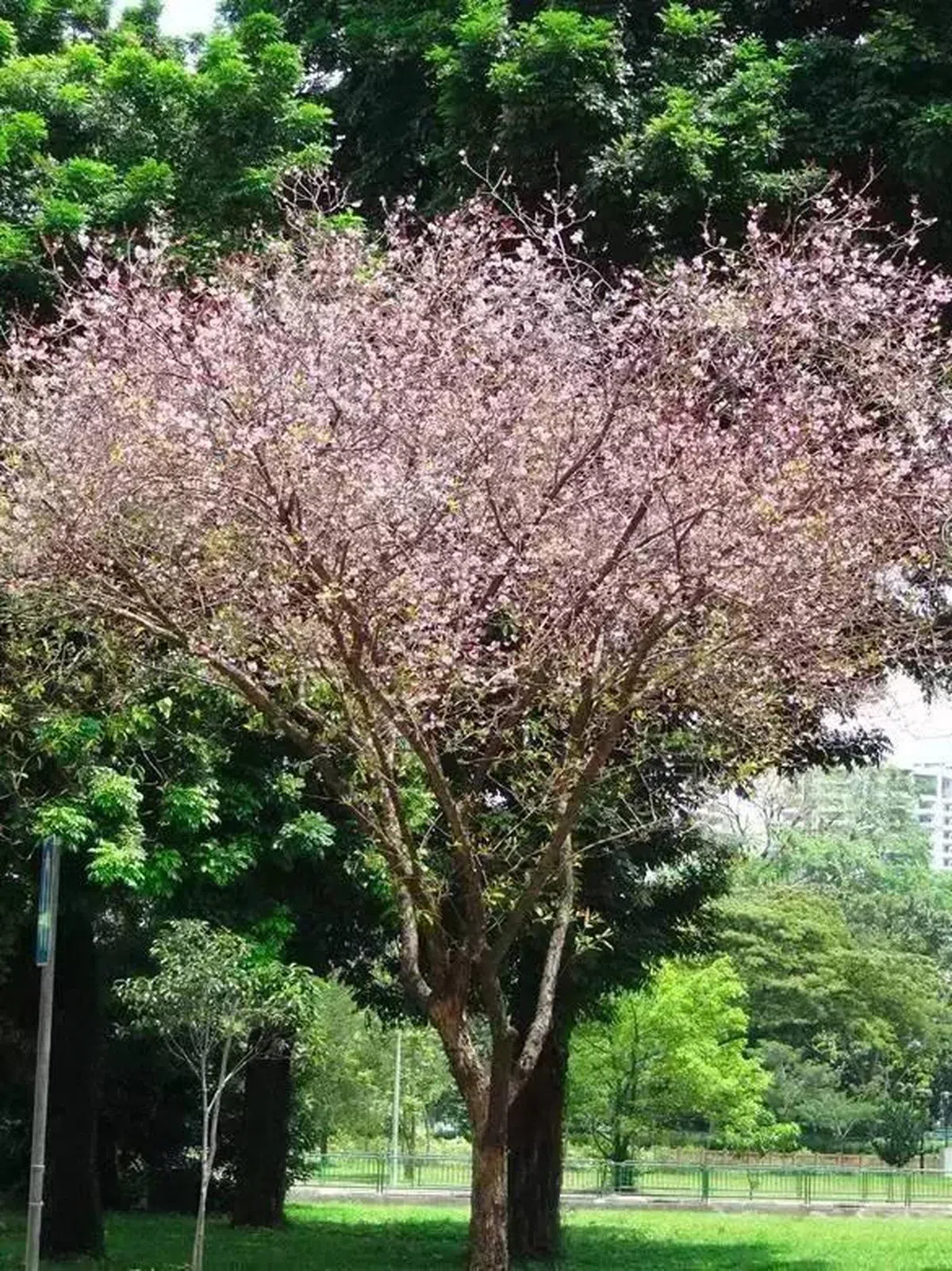  远看时，还真有点像樱花呢。（互联网） 