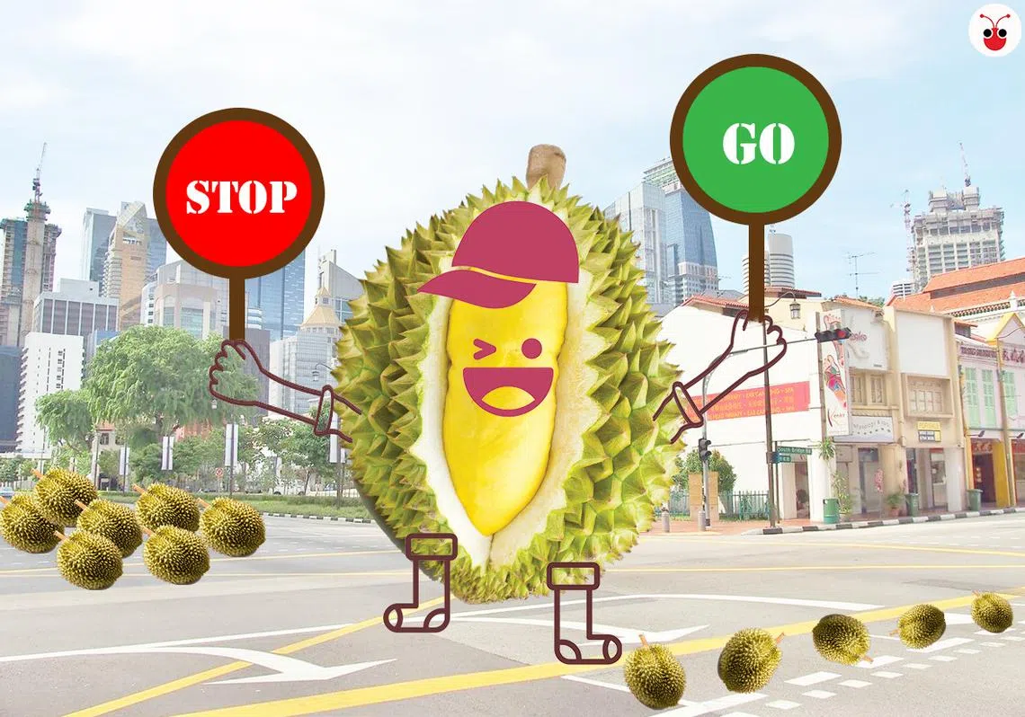 今年收成好，榴梿滚滚来。（李雅歌制图）