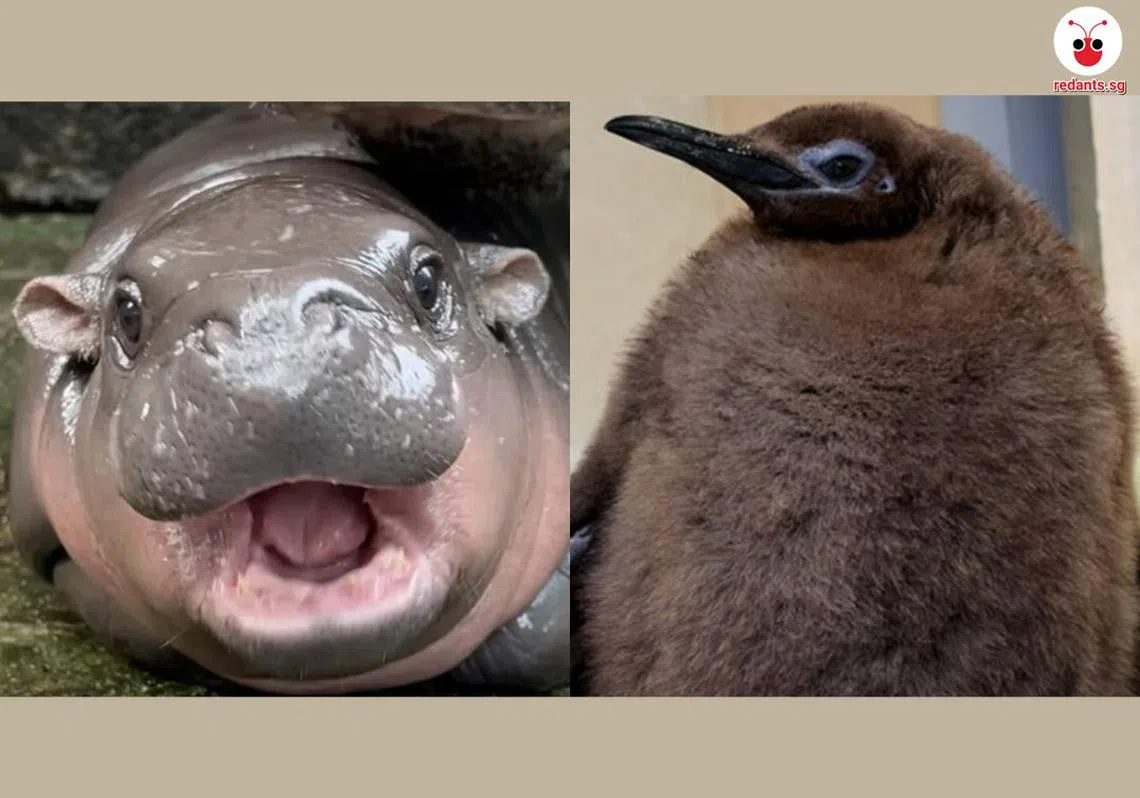 （红蚂蚁制图）