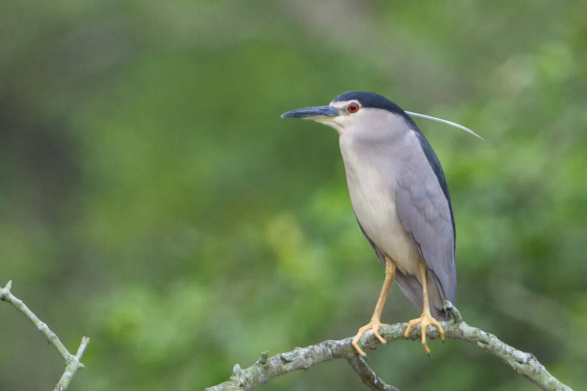  看这只黑冠夜鹭独特的外貌特征，就知道它挺稀有的。（新明日报） 