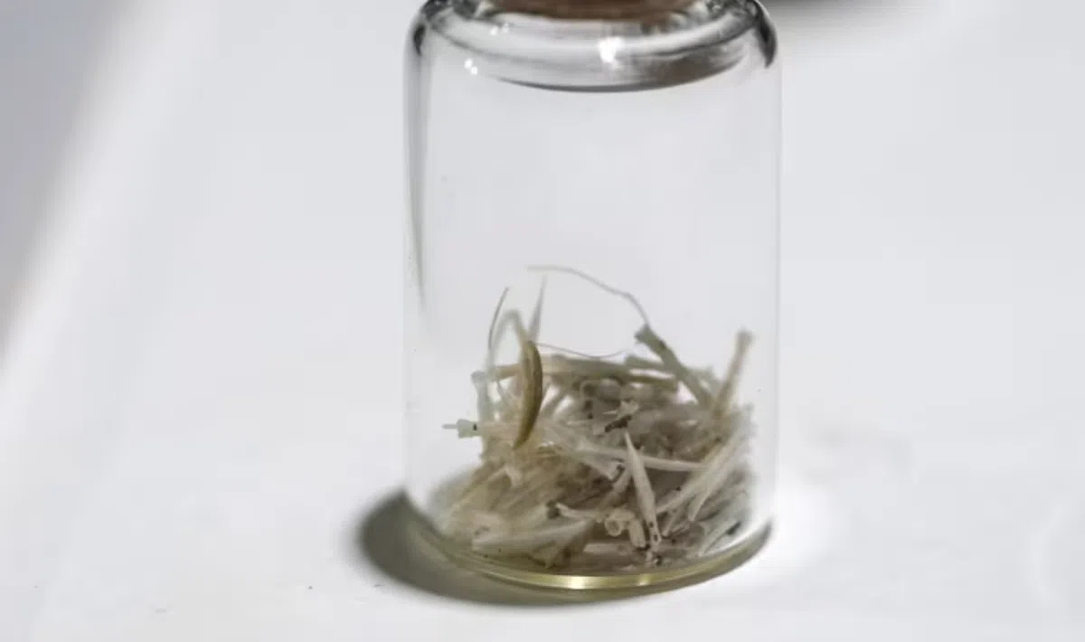 Nathan还收藏了一瓶蜗牛的“爱之箭”。（取自亚洲新闻台）