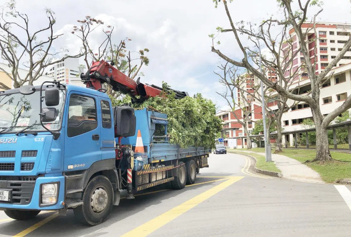 被誉为花园城市的新加坡，天天都在修剪树木。（新明日报）