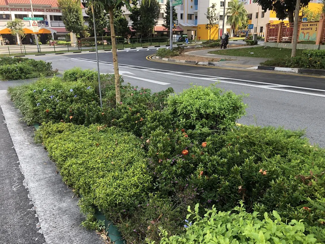 去年大选前，红蚂蚁住家附近的道路搞起了大改造，种起了各色各样的花朵。（红蚂蚁提供）