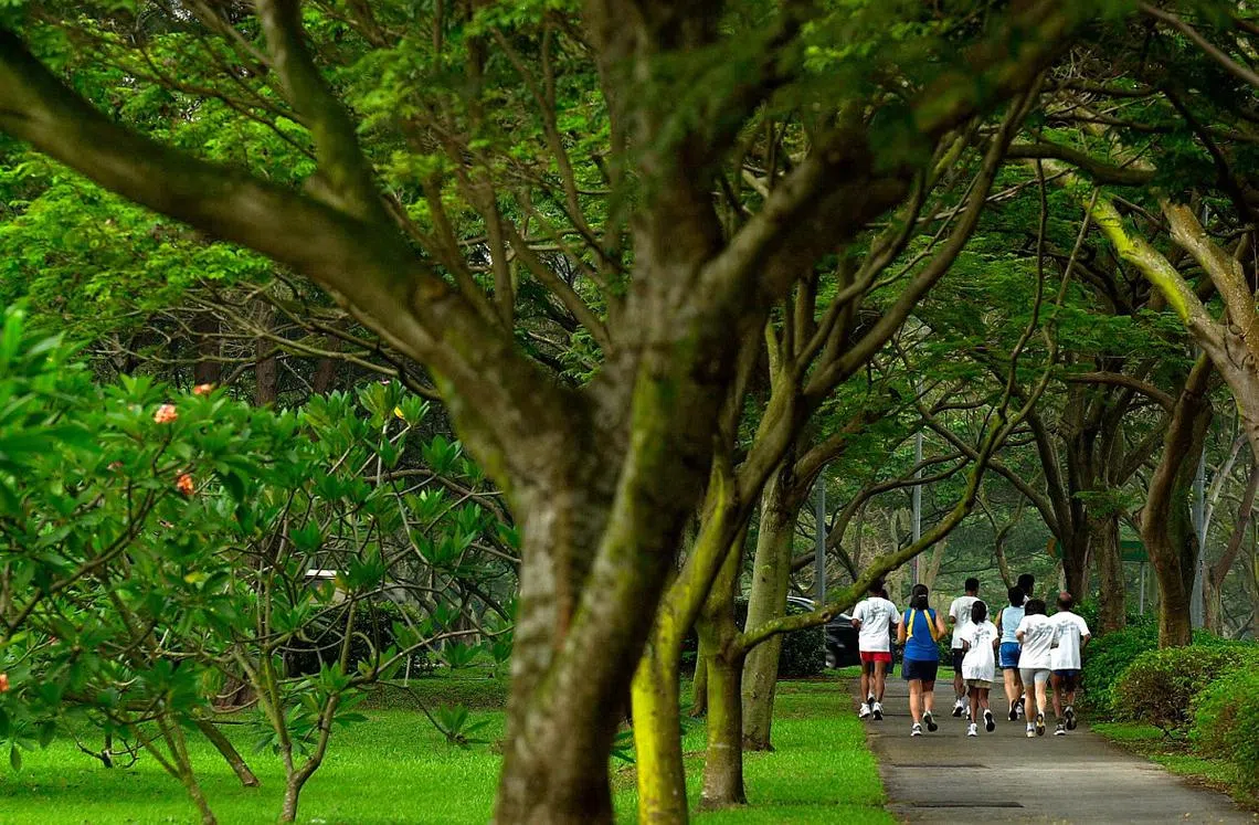 疫情期间，许多新加坡人依然坚持运动，让身体的免疫系统处于最佳状态，更好地抵御病毒来袭。（海峡时报）