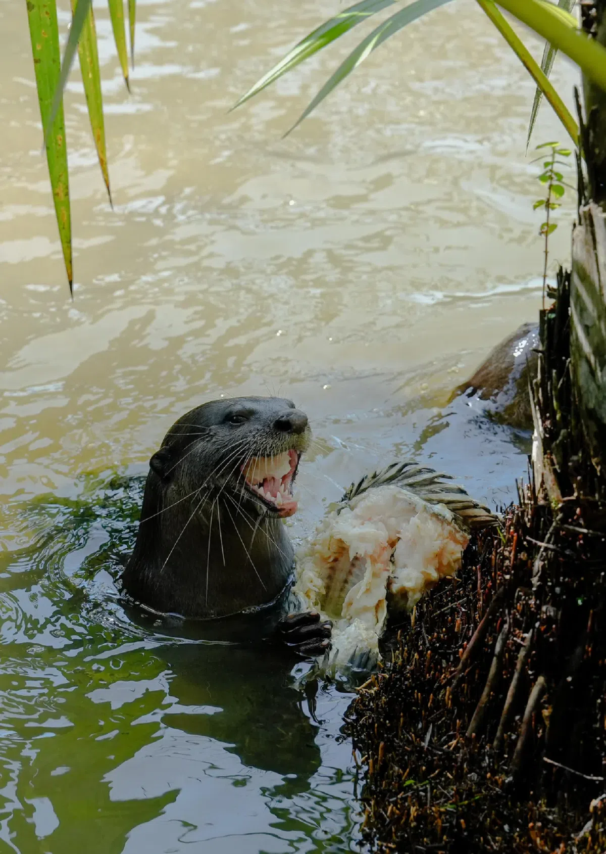 （Reddit用户 Fl00pyFlip）