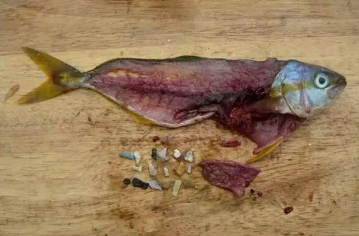 在新西兰周边海域采样的鱼类，内脏和肌肉组织中都发现微塑料。（互联网）