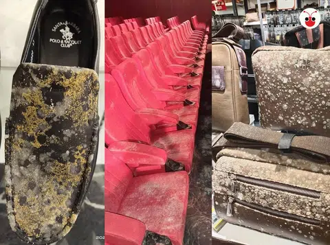 将近两个月没营业，马来西亚商场的皮革制物品和电影院座椅都长满霉菌。（陈姿潓制图）
