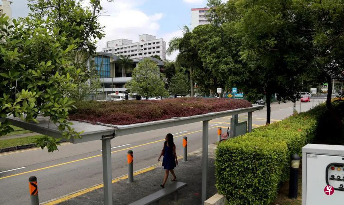  公园局在甘榜乌美民众俱乐部外的巴士站顶盖上测试种植了一片名为四孔草（Cyanotis cristata）的鸭跖草科植物。（联合早报） 