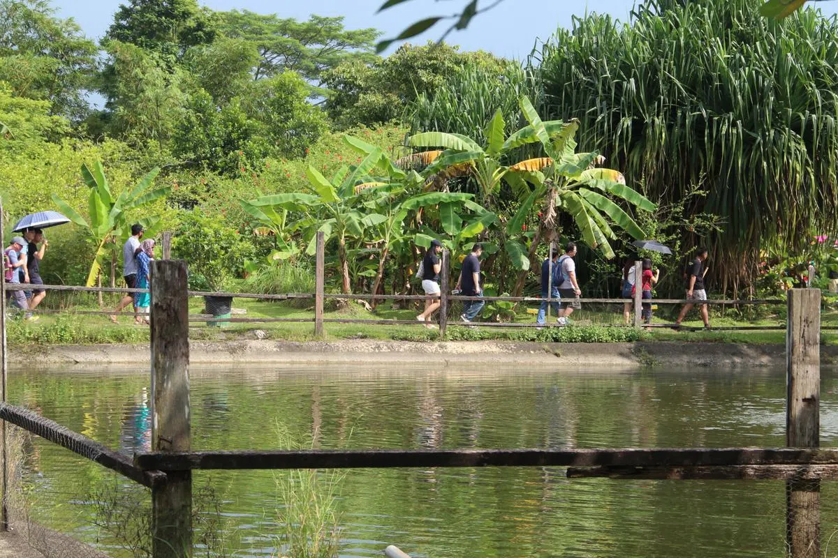  绿油油的一片看起来真舒服！（Bollywood Veggies官网） 