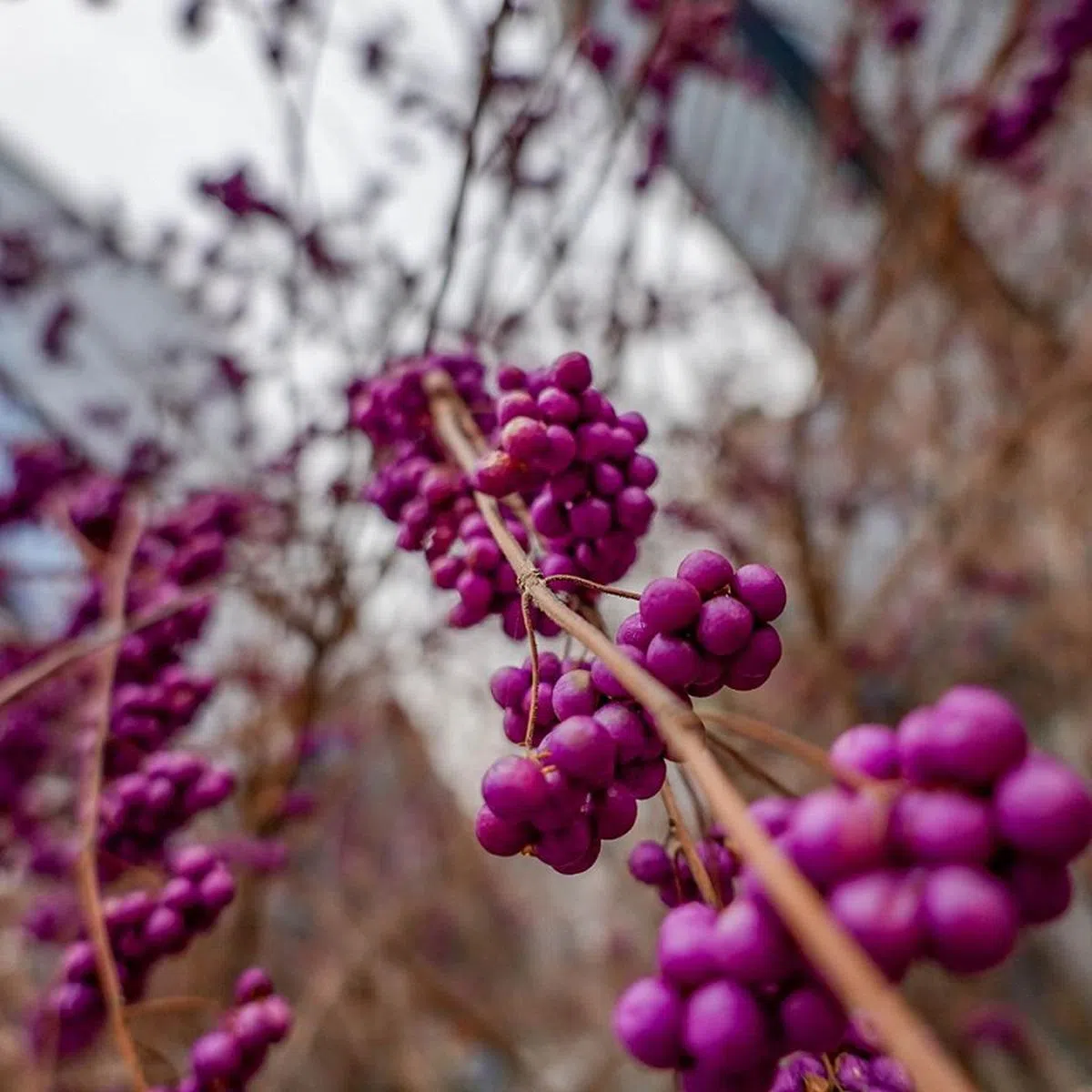  （李显龙面簿） 