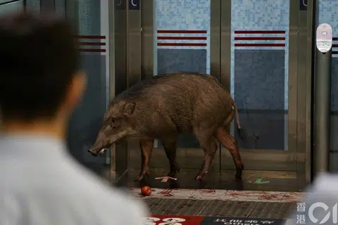 （取自《香港01线报》）