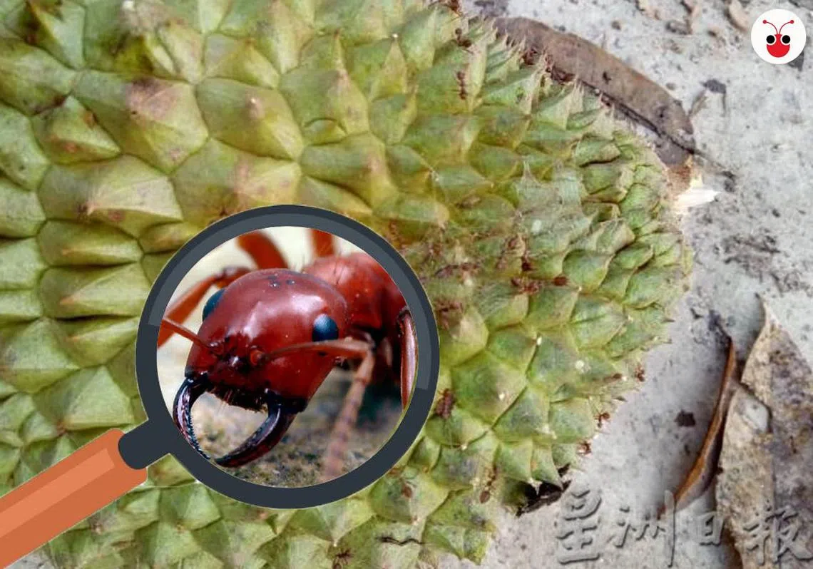 （取自《星洲日报》/ 苏羽葳制图）