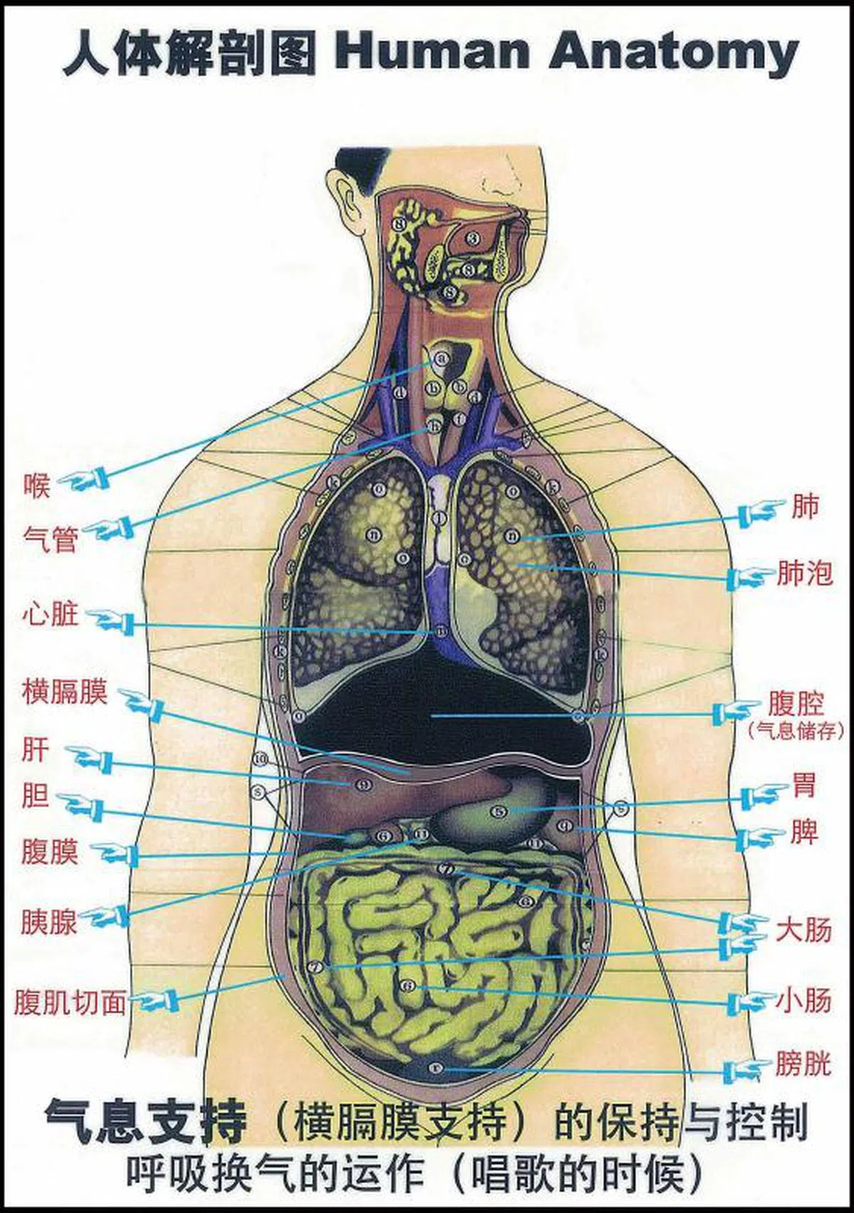 横膈膜就位于腹腔的下端。（新明日报）