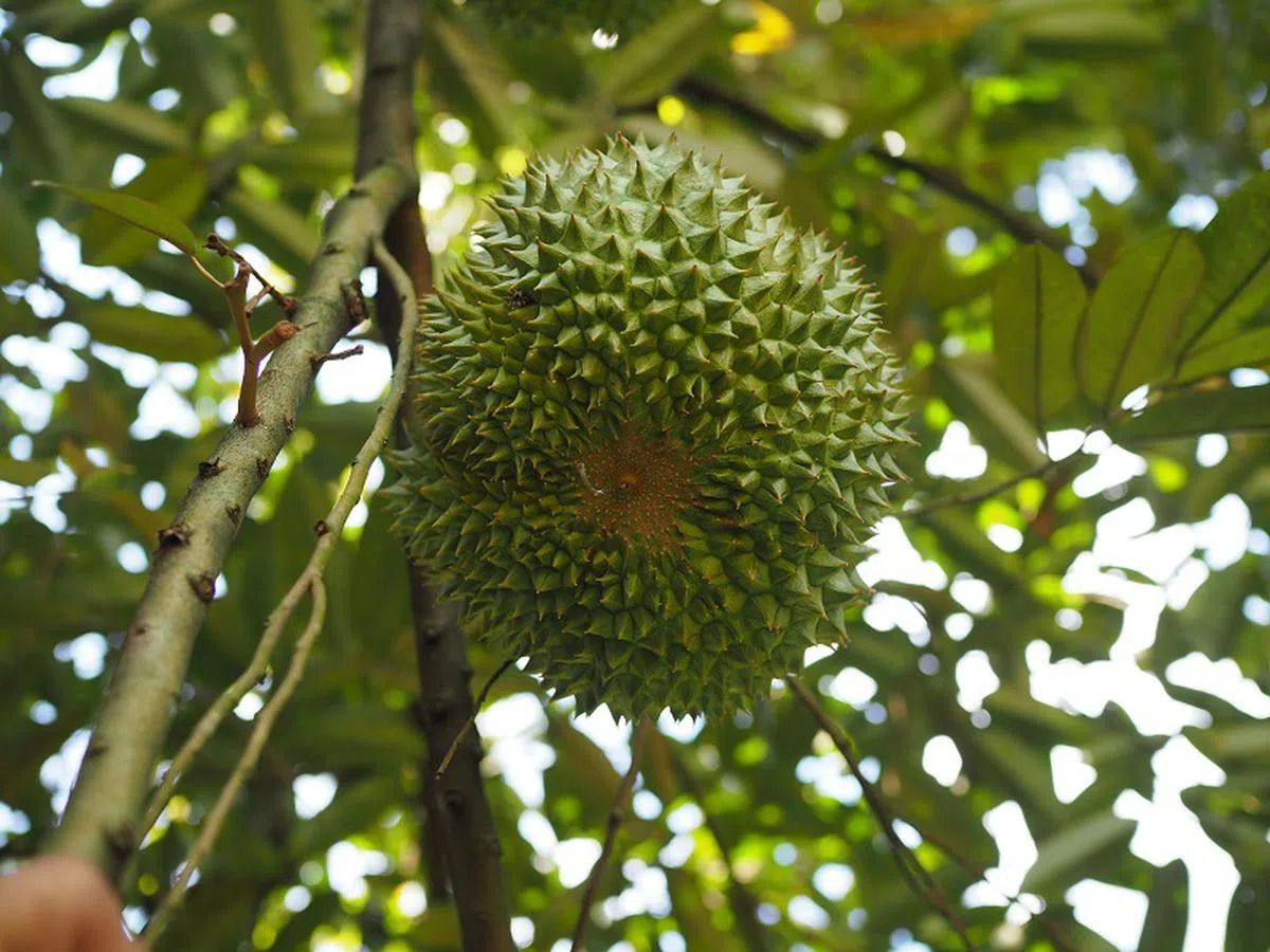  黑刺榴梿的底部有一个跟猫山王品种类似的五星图案，但形状没那么分明。（张丽珠摄） 