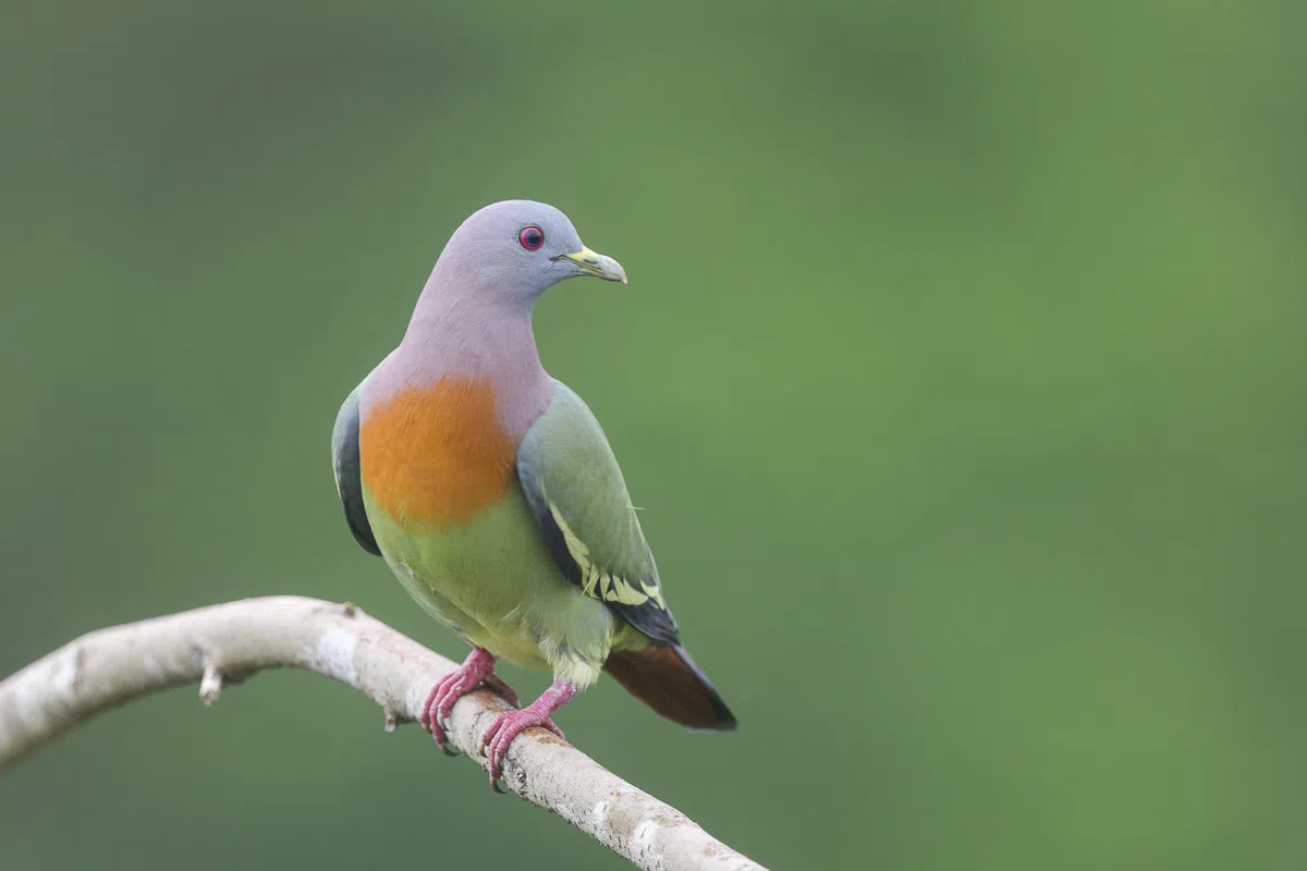  （Singapore Birds Project） 
