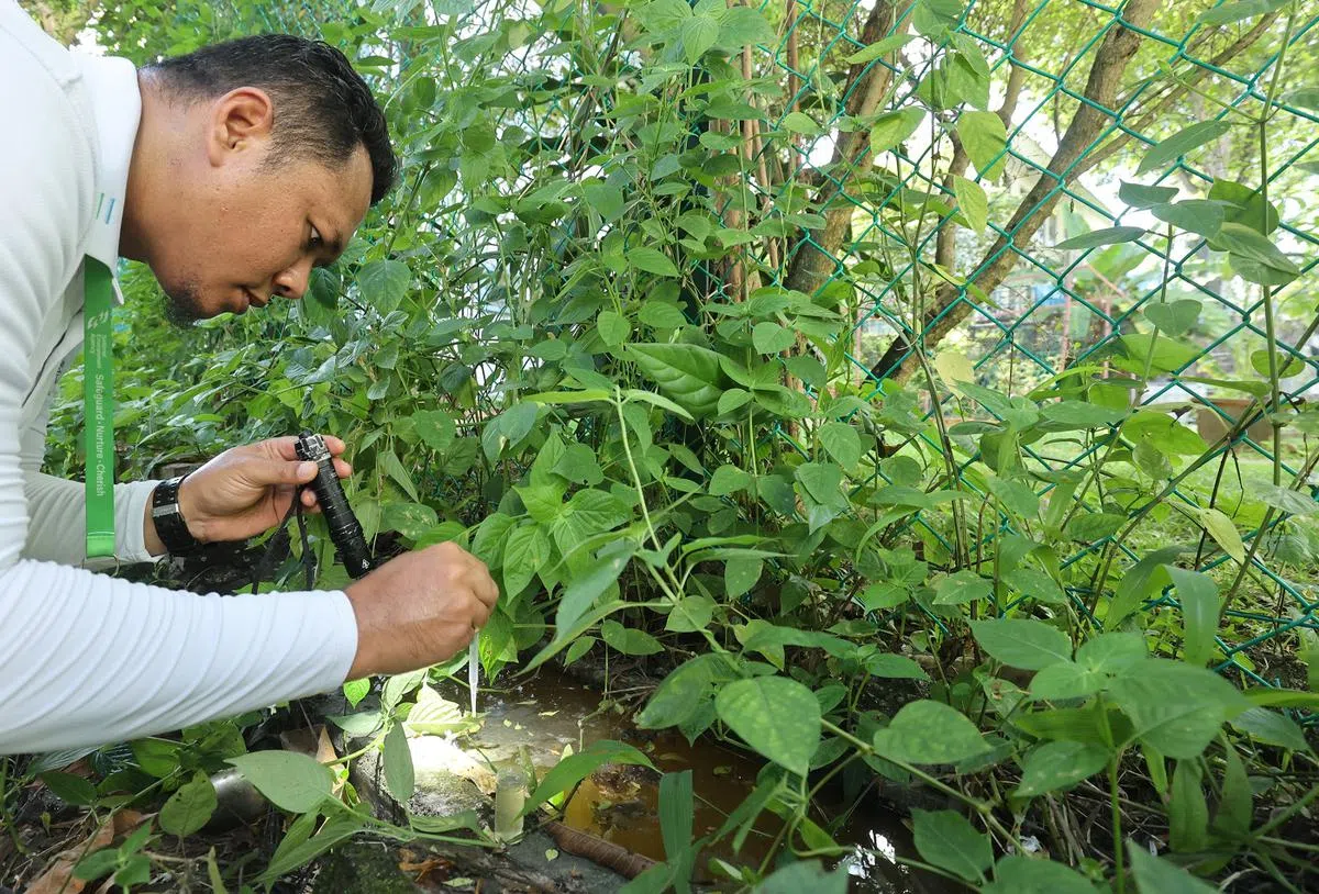 国家环境局人员到高文区展开全面检查，在沟渠积水中发现疑似伊蚊孑孓。（联合早报）