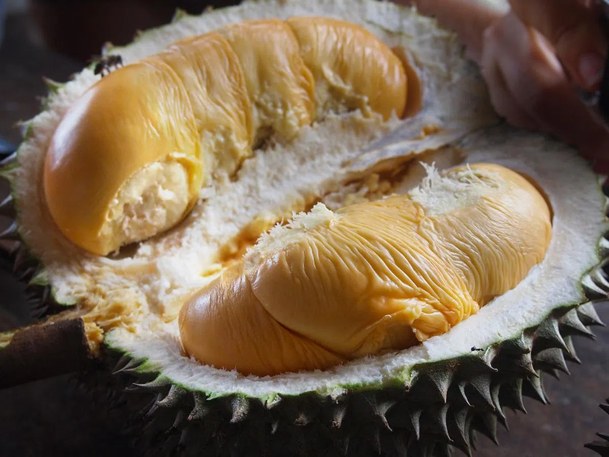  黑刺榴梿的果肉。（张丽珠摄） 