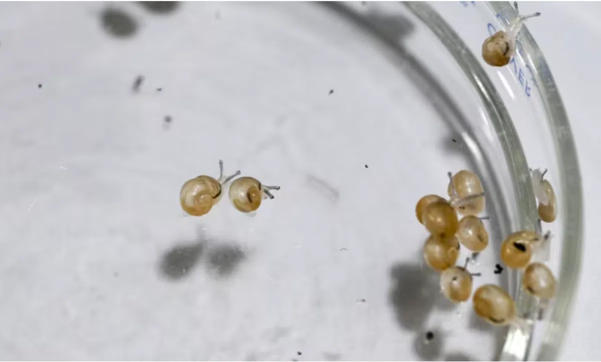 蜗牛卵会孵化出半透明的小蜗牛。（取自亚洲新闻台）