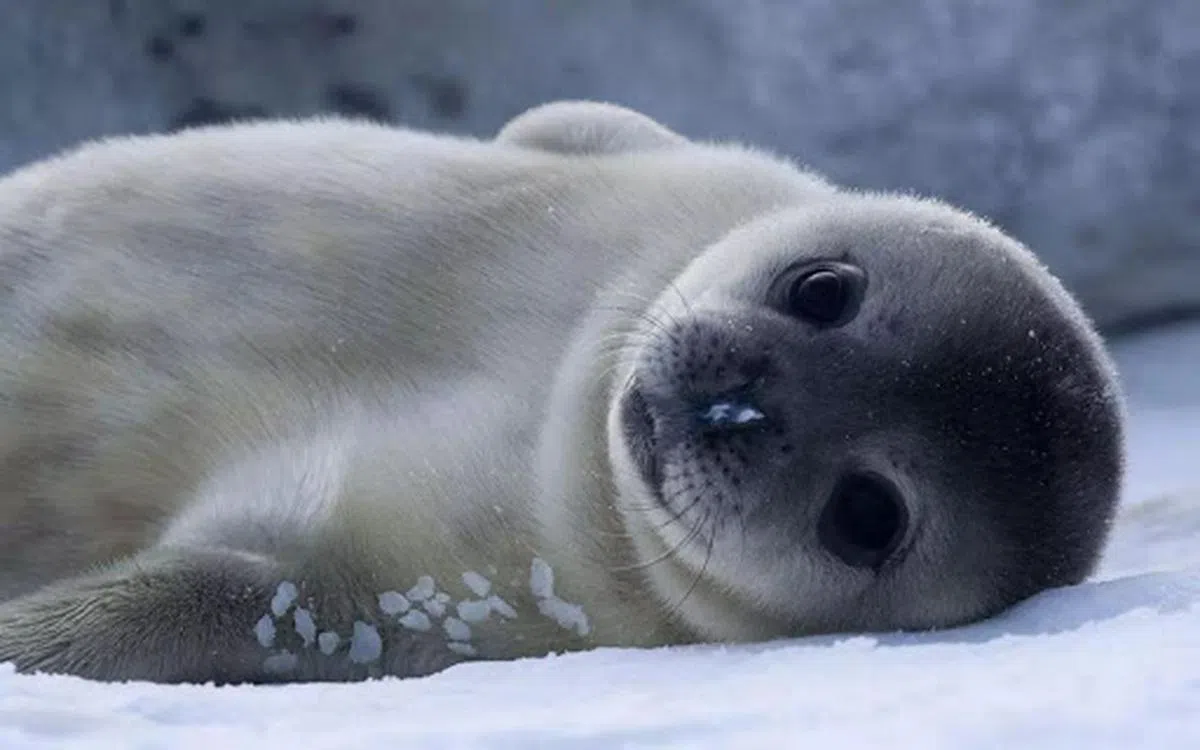  贝加尔海豹圆滚滚的，可爱极了~（互联网） 